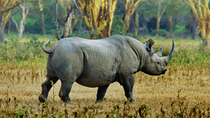 Ngorongoro game drive