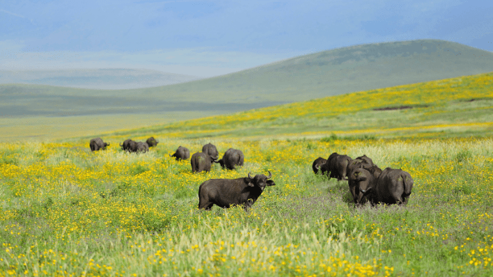 Ngorongoro game drive
