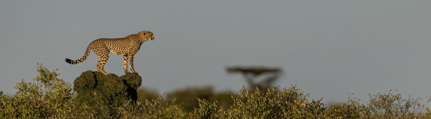 The Ritz-Carlton Masai Mara Safari Camp