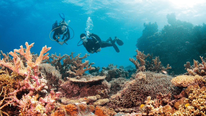 大堡礁潛水（Agincourt / Norman Reef）