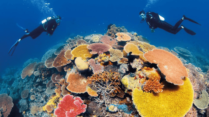 大堡礁潛水（Agincourt / Norman Reef）