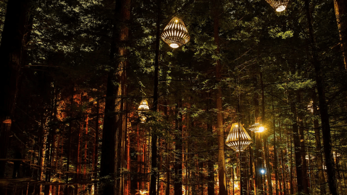 Redwoods Treewalk