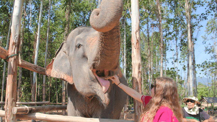 Kerchor Elephant Family