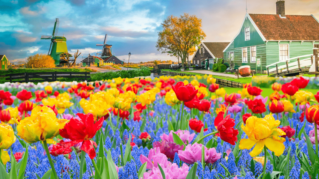 Zaanse Schans 風車村