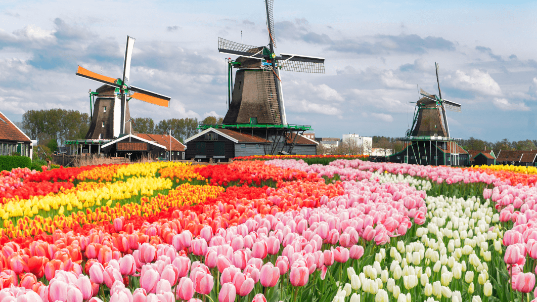 Zaanse Schans 風車村