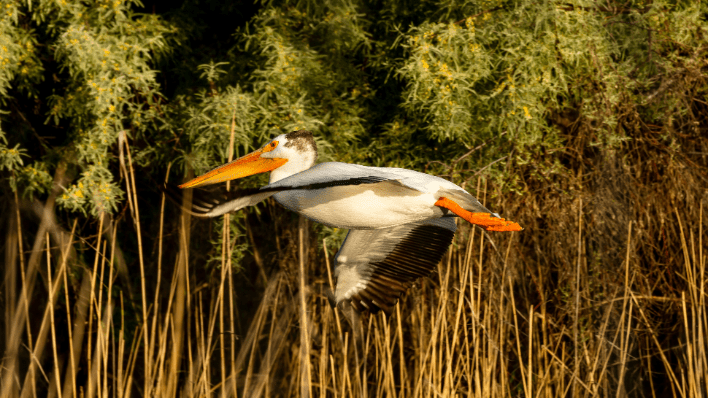 哥倫比亞紅樹林