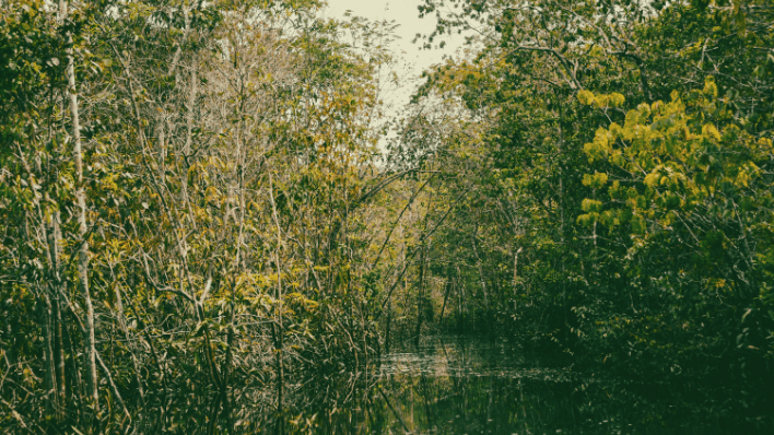 哥倫比亞紅樹林