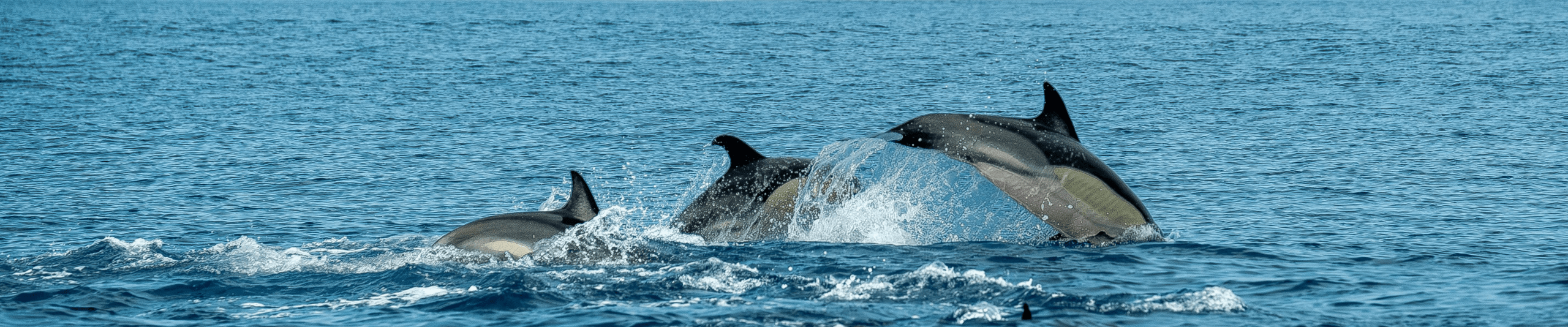 中橫幅 (1440 x 300像素)