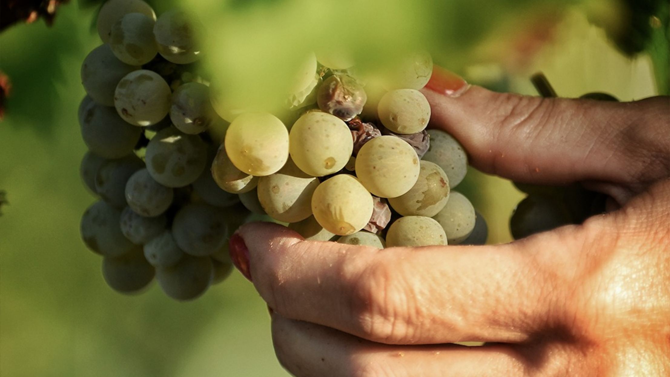 Cartuxa 酒莊體驗 (3)