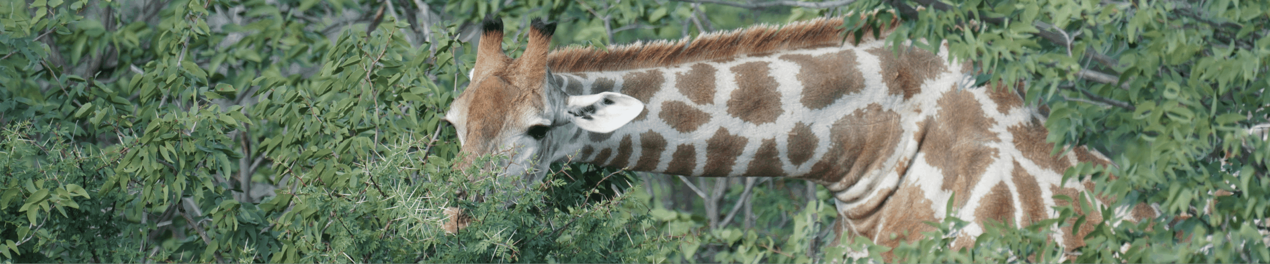 中橫幅 (1440 x 300像素) (1) (1)