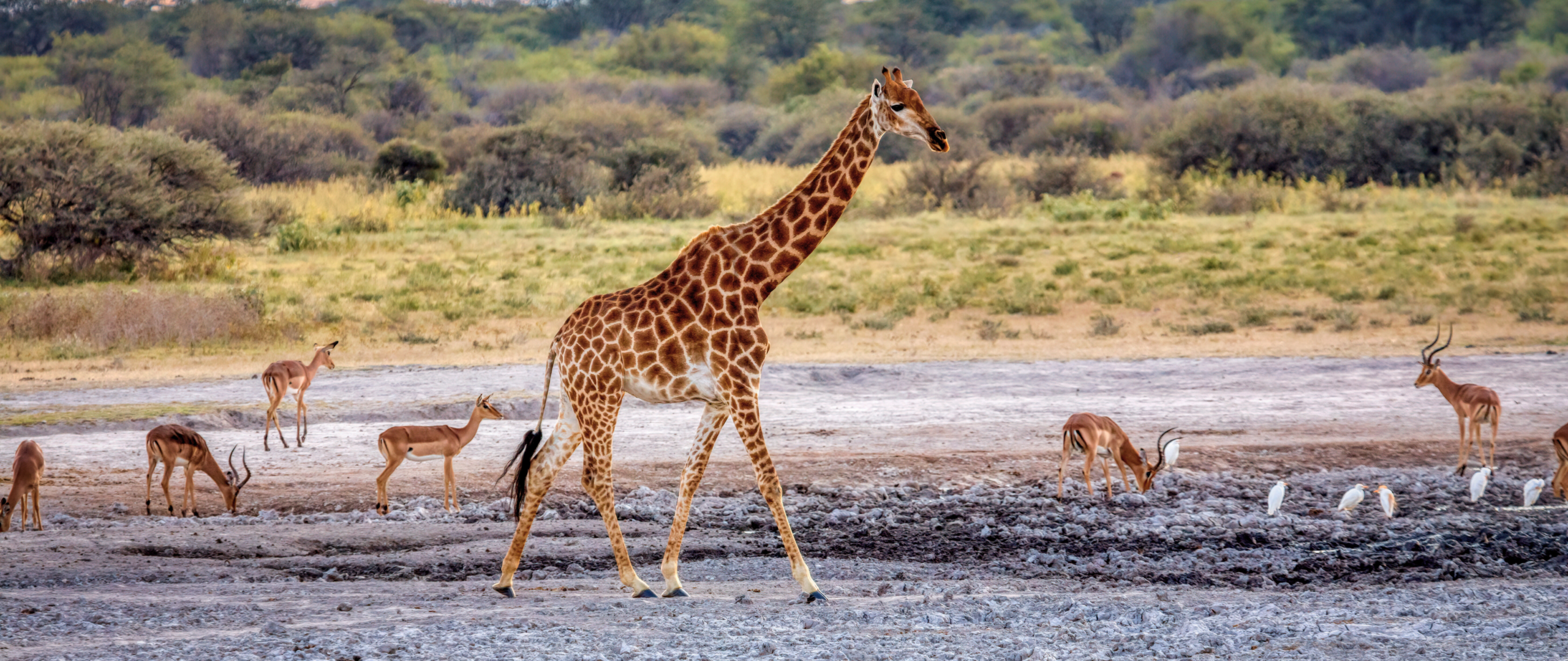 典藏非洲原始的樣貌|andBeyond波札那 7 晚全包式奢華獵遊專屬禮遇