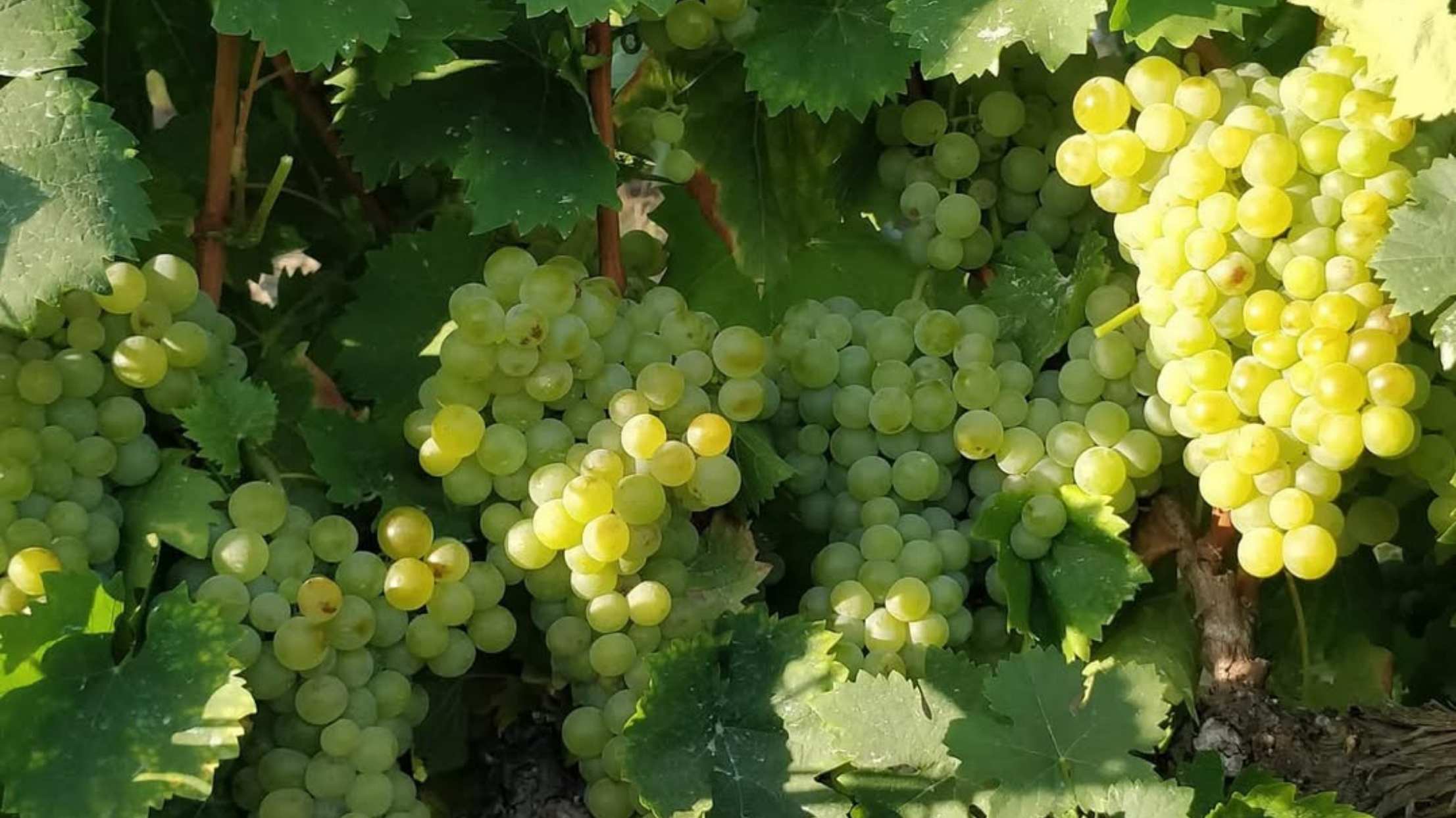 杜羅河谷酒莊 (2)