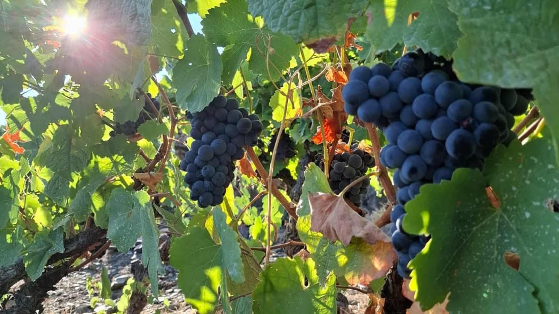 杜羅河谷酒莊 (3)