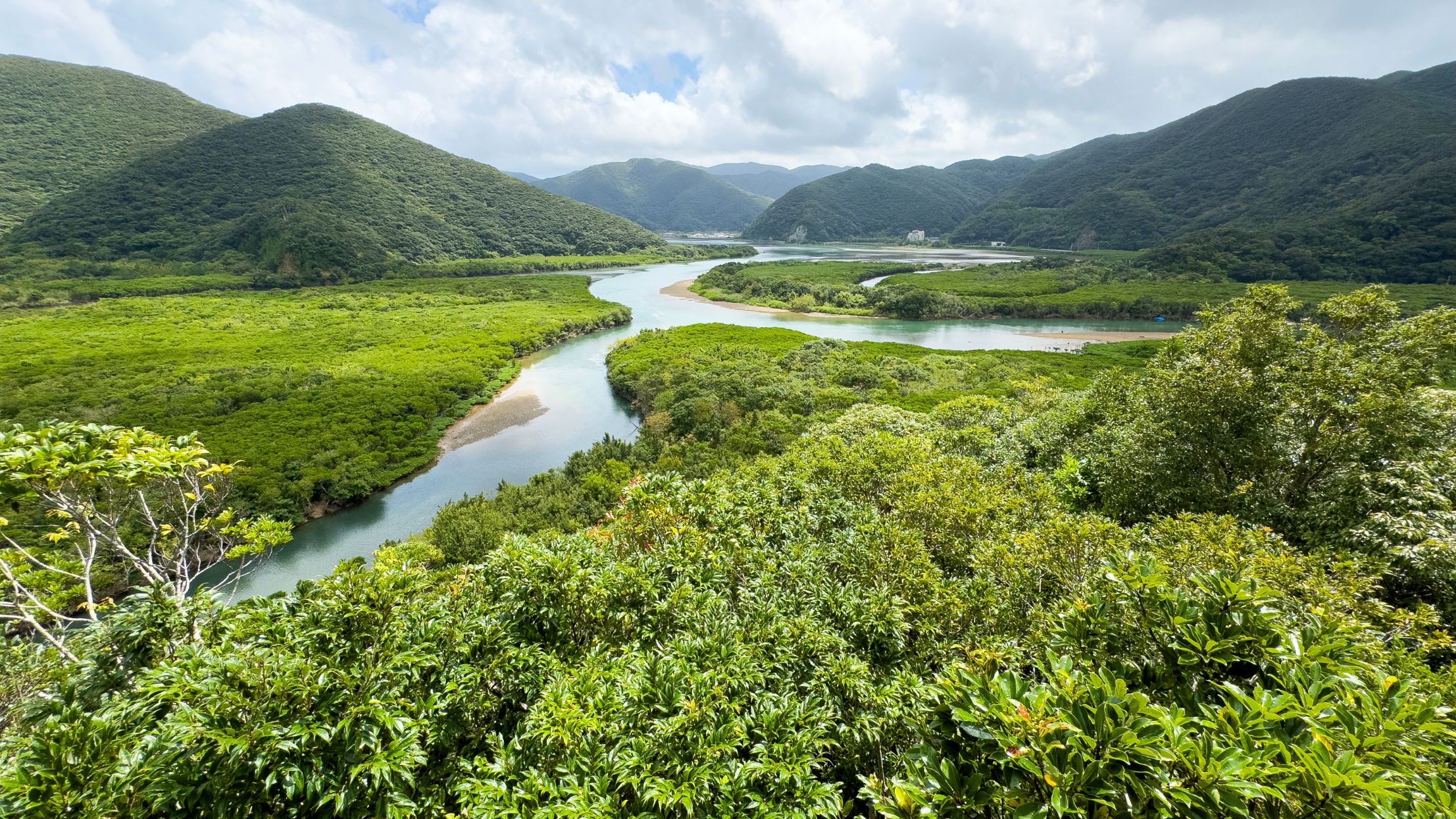 Amami Mangrove Forest