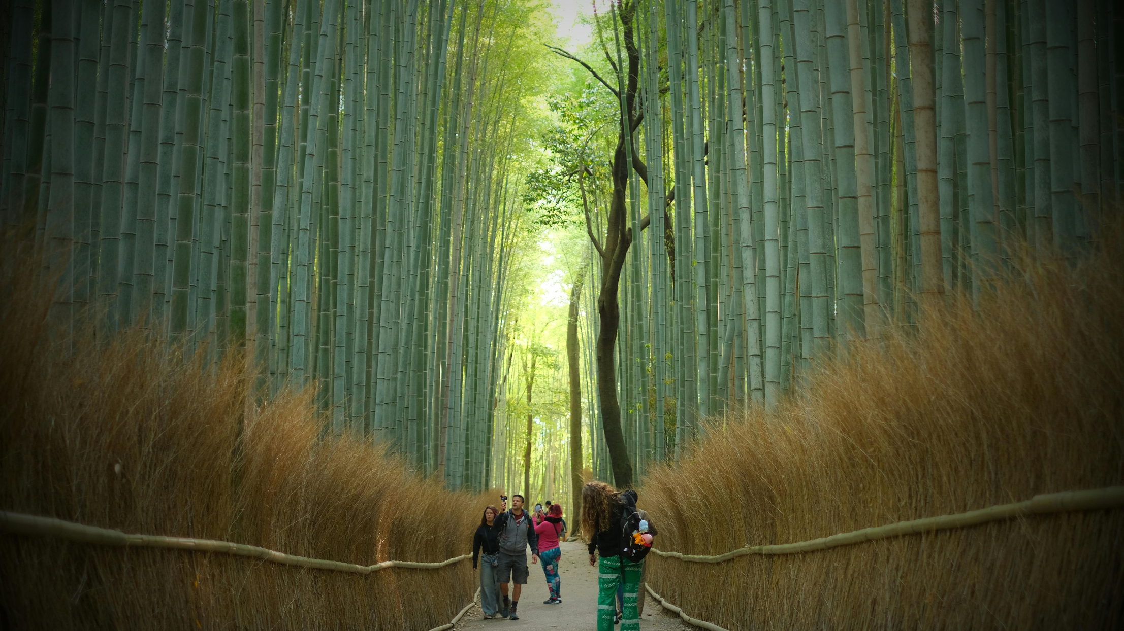 Arashiyama Bamboo Grove (2)