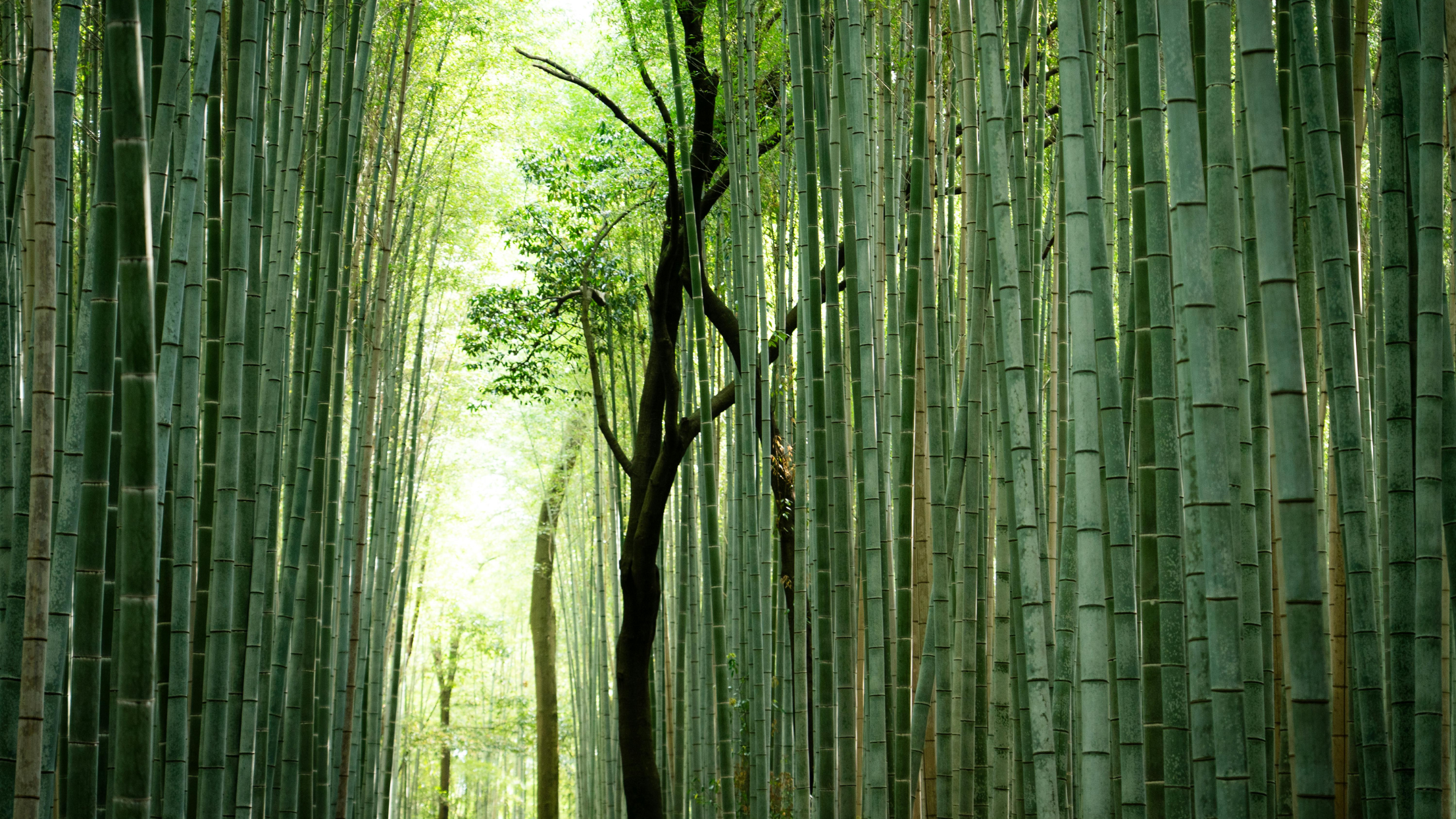 Arashiyama Bamboo Grove