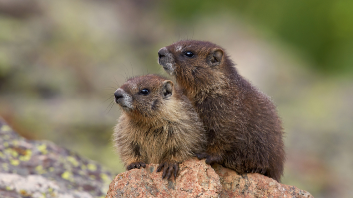 Marmots 3