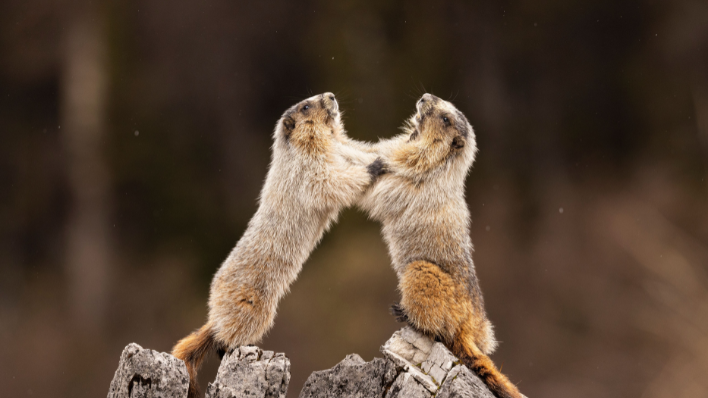 Marmots 2