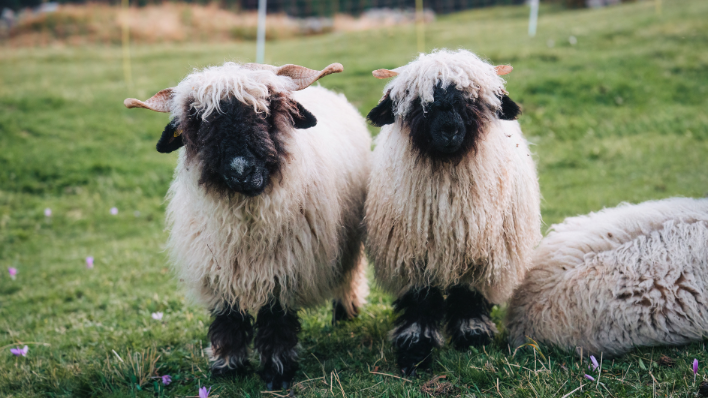 Blacknose Sheep 2