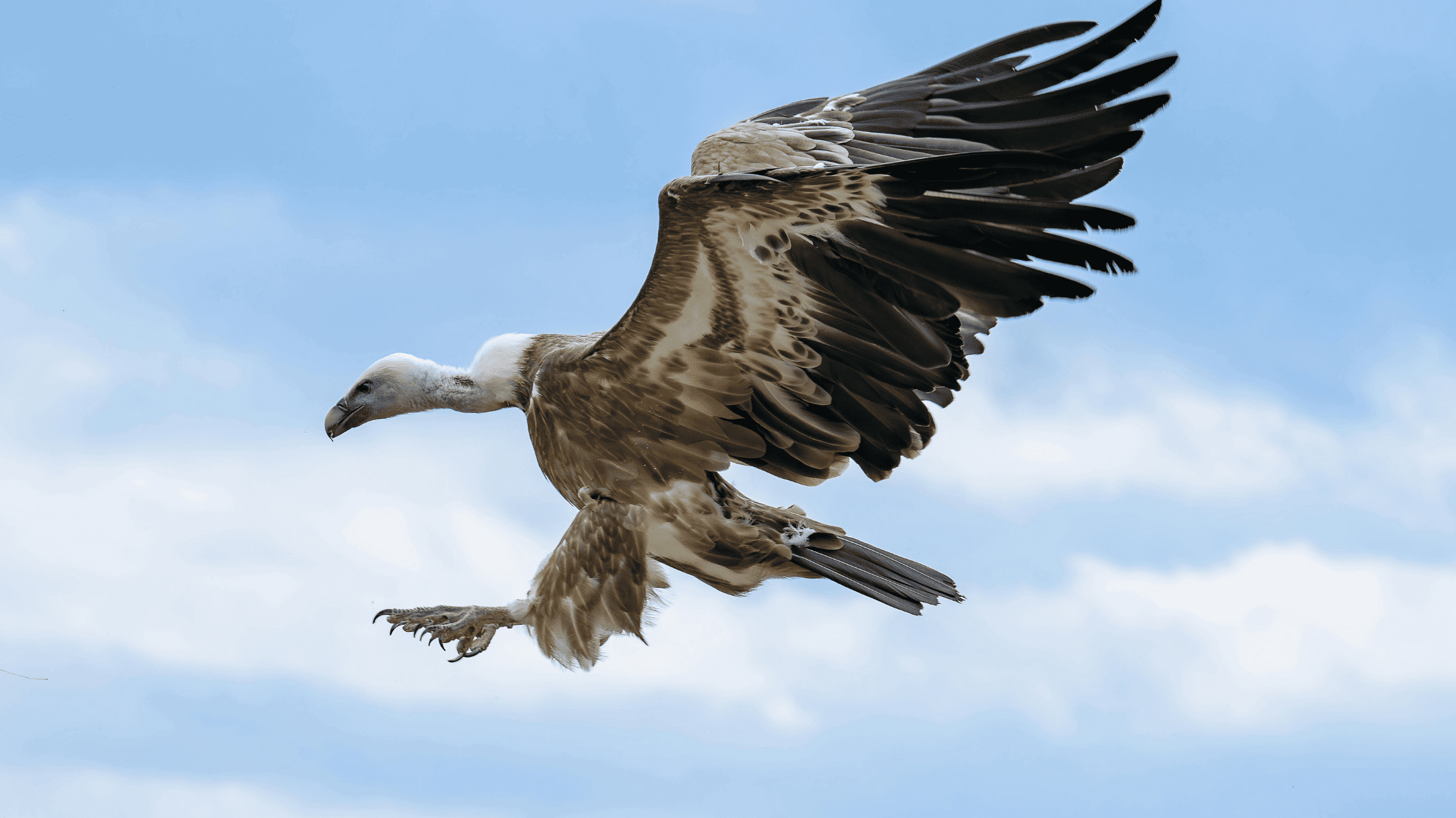 貝尼特斯山禿鷹觀察