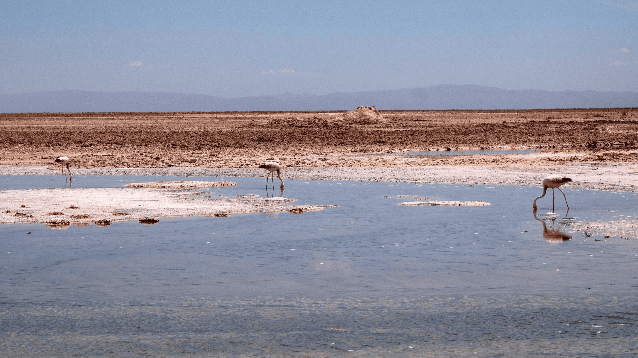 阿塔卡馬鹽湖