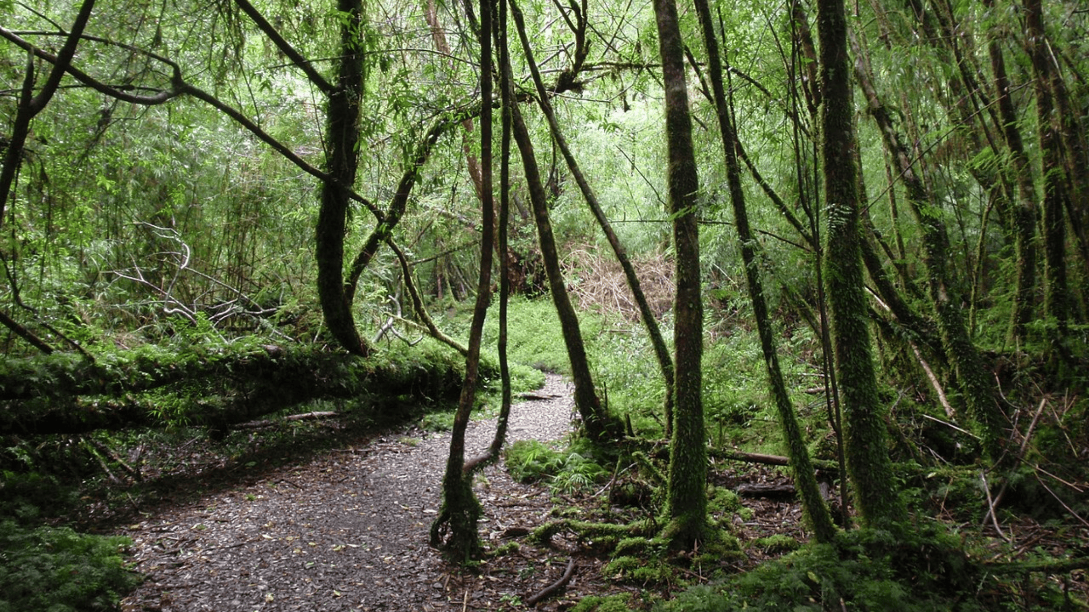 阿萊爾塞安迪諾國家公園 (2)